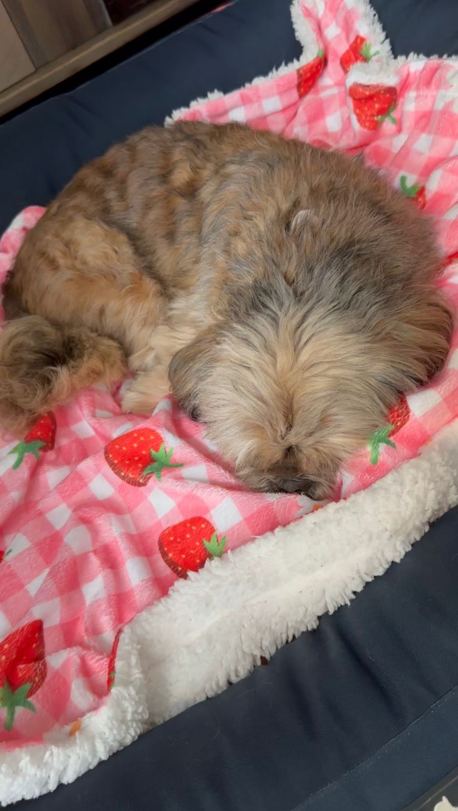 Berry Cute Blanket