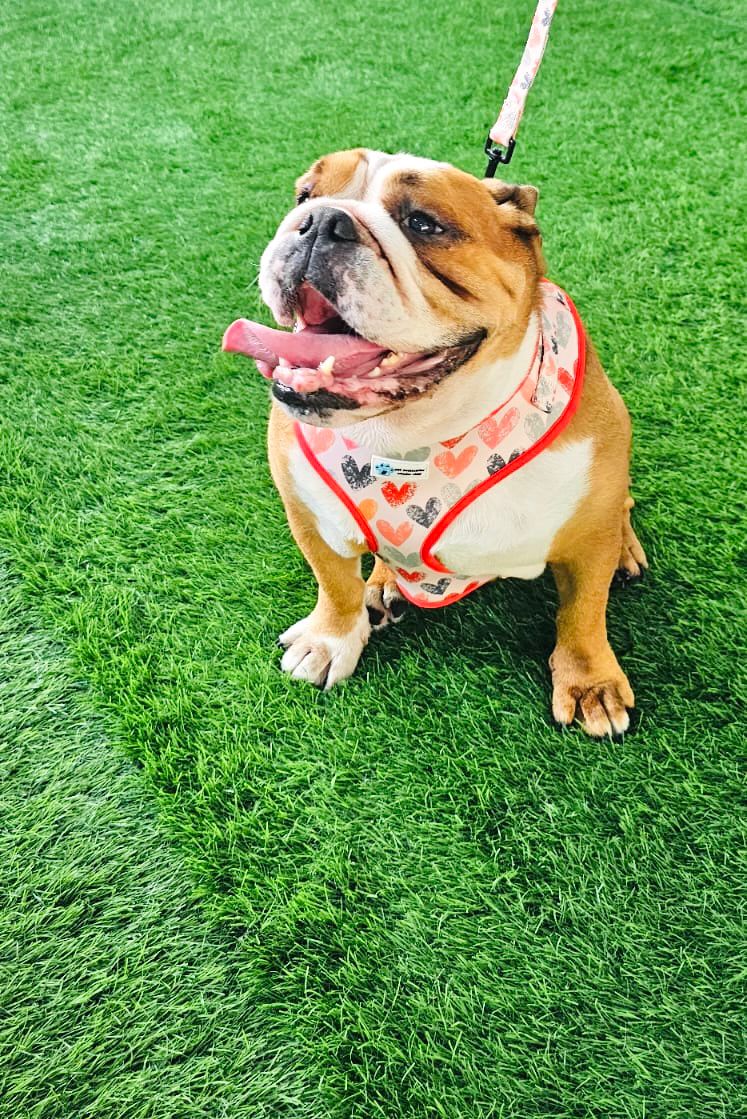 In love harness