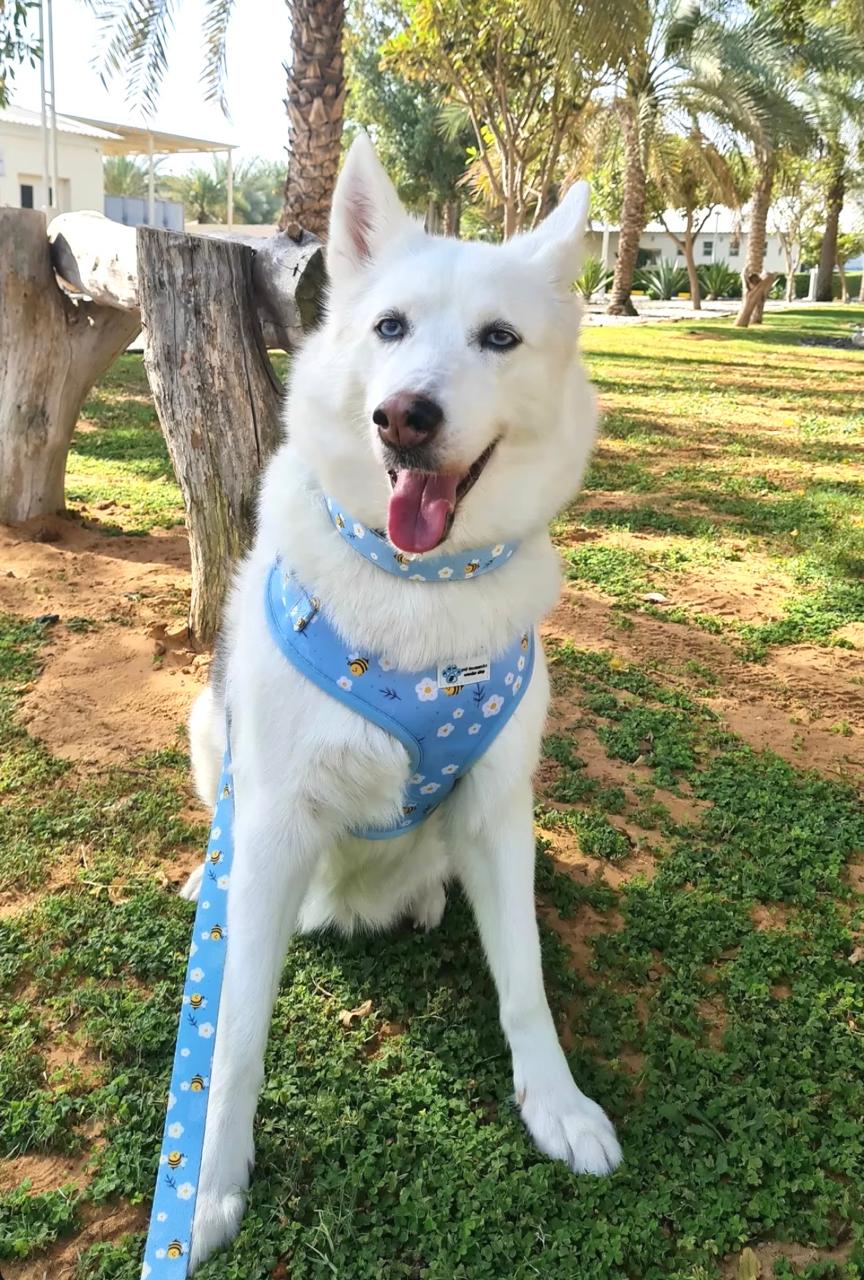 Busy bee harness