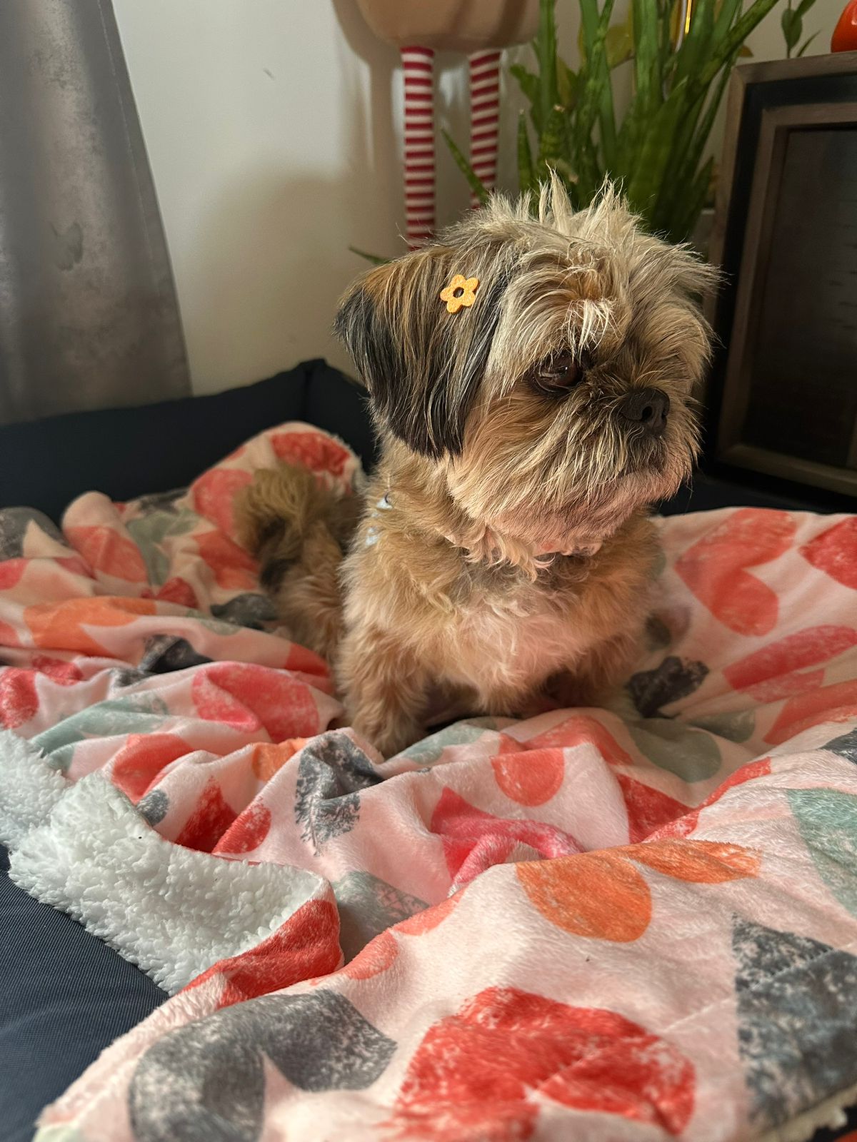 In Love Blanket